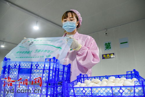 嵩县田湖镇 蘑菇种植工厂化 特色产品助振兴